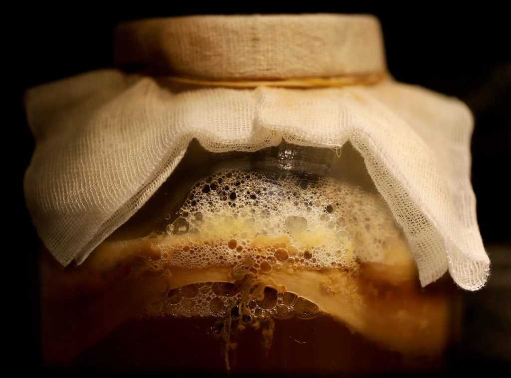 fermentation basics beginners