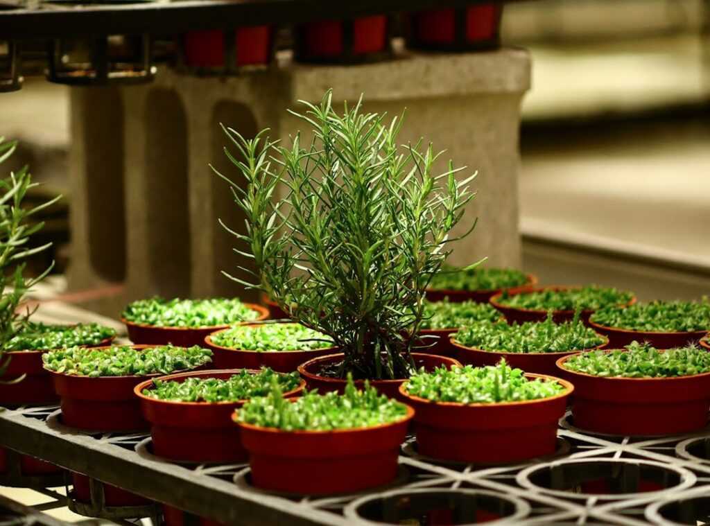 plant-based dining rise
