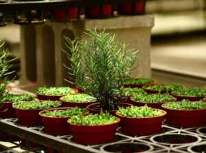 plant-based dining rise